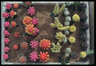 Cacti. Yuting Flower and Bird Market. Beijing.