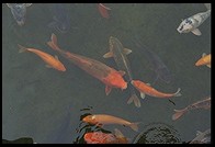 Edo stroll garden at New Otani Hotel. Tokyo