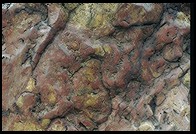 Edo stroll garden at New Otani Hotel. Tokyo