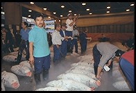 Tsukiji Fish Market. Tokyo