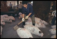 Tsukiji Fish Market. Tokyo