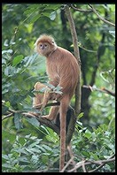 Monkey.  Singapore Zoo