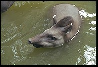 Singapore Zoo