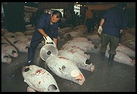 Tsukiji Fish Market. Tokyo