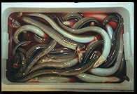 Tsukiji Fish Market. Tokyo