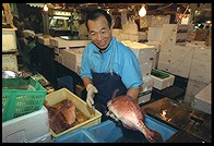 Tsukiji Fish Market. Tokyo
