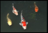 Koi.  Nanzen-ji.  Kyoto