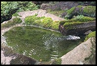 Koi. Nanzen-ji. Kyoto