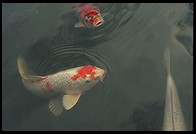 Koi. Myoshin-ji. Kyoto