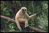 Monkey.  Singapore Zoo