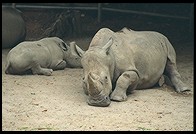 Rhinos.  Singapore Zoo