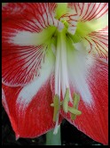 Digital photo titled complex-flower-normal