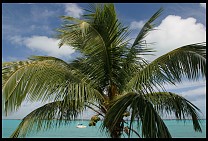 Digital photo titled great-exuma-harbor-tree