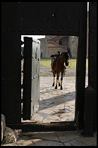 Digital photo titled horse-framed-by-fort-gate