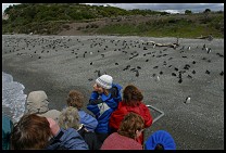 Digital photo titled penguins-7