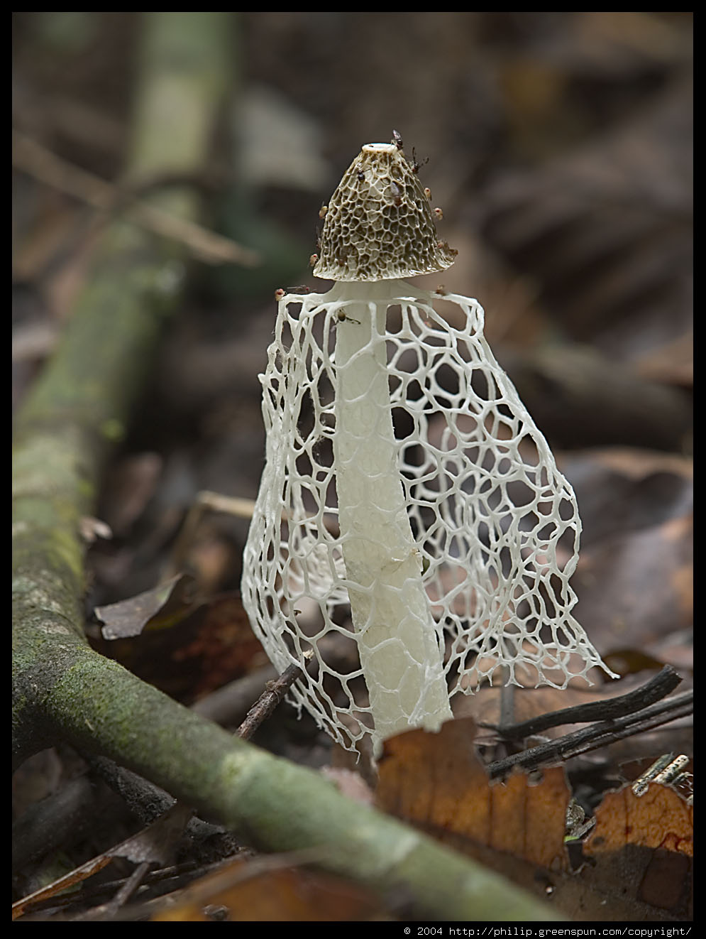 Photograph by Philip Greenspun bridalveilmushroom1