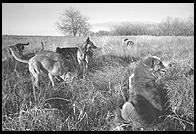 SARA Sanctuary.  Seguin, Texas