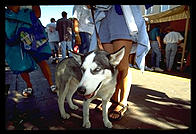 Siberian Husky at Indian Market.  Santa Fe, New Mexico.