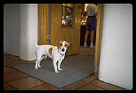 Small Dog.  Santa Fe, New Mexico.