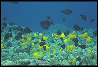 Fish underneath the Captain Cook Monument.  Kealakekua Bay.  Big Island. Hawaii.