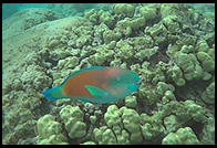 Underwater in Hawaii.