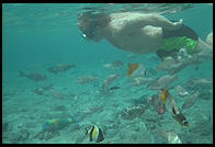 Underwater in Hawaii.