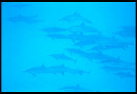Dolphins in Kealakekua Bay.  Big Island. Hawaii.