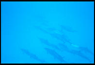 Dolphins in Kealakekua Bay.  Big Island. Hawaii.