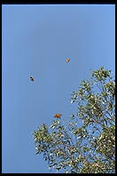 Monarch Butterflies, Santa Cruz, California