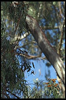 Monarch Butterflies, Santa Cruz, California