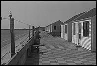 Cape Cod.  1981