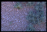 Pebbles. Walking down toward the cactus garden. Getty Center. Los Angeles, California.