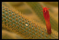 Cactus.  Moorten Botanical Garden.  Palm Springs, California.