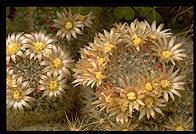 Cactus. Moorten Botanical Garden. Palm Springs, California.