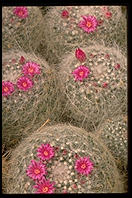 Cactus. Moorten Botanical Garden. Palm Springs, California.