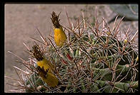 Cactus.  Moorten Botanical Garden.  Palm Springs, California.