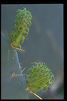 Cactus. Moorten Botanical Garden. Palm Springs, California.