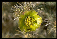 Cactus Flower.  Palm Canyon Drive.  Palm Springs, California.