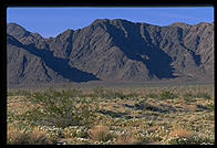 Desert Wildflowers.  East of Joshua Tree National Park on California Route 62