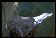 Dove. Moorten Botanical Garden. Palm Springs, California.