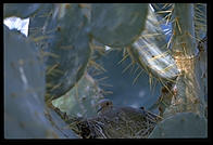 Dove. Moorten Botanical Garden. Palm Springs, California.