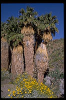 Fan Palms. This is California's only native species of palm tree. Palm Canyon. Palm Springs, California