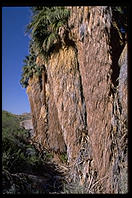 Fan Palms. This is California's only native species of palm tree. Palm Canyon. Palm Springs, California