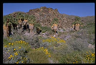 Fan Palms. This is California's only native species of palm tree.  Palm Canyon.  Palm Springs, California