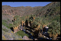 Fan Palms. This is California's only native species of palm tree. Palm Canyon. Palm Springs, California