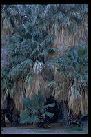 Fan Palms. This is California's only native species of palm tree.  Palm Canyon.  Palm Springs, California