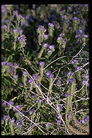 Flowers.  Palm Canyon Drive.  Palm Springs, California.