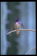 Hummingbird.  Moorten Botanical Garden.  Palm Springs, California.