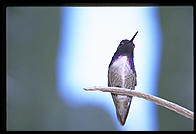 Hummingbird. Moorten Botanical Garden. Palm Springs, California.