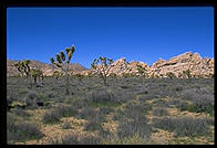 Mojave Desert.  Joshua Tree National Park